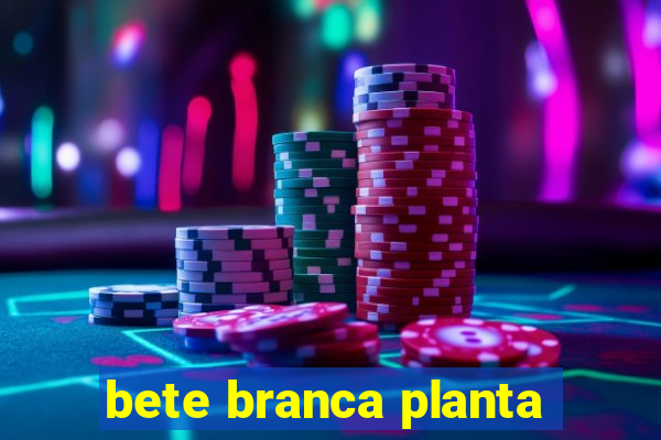 bete branca planta